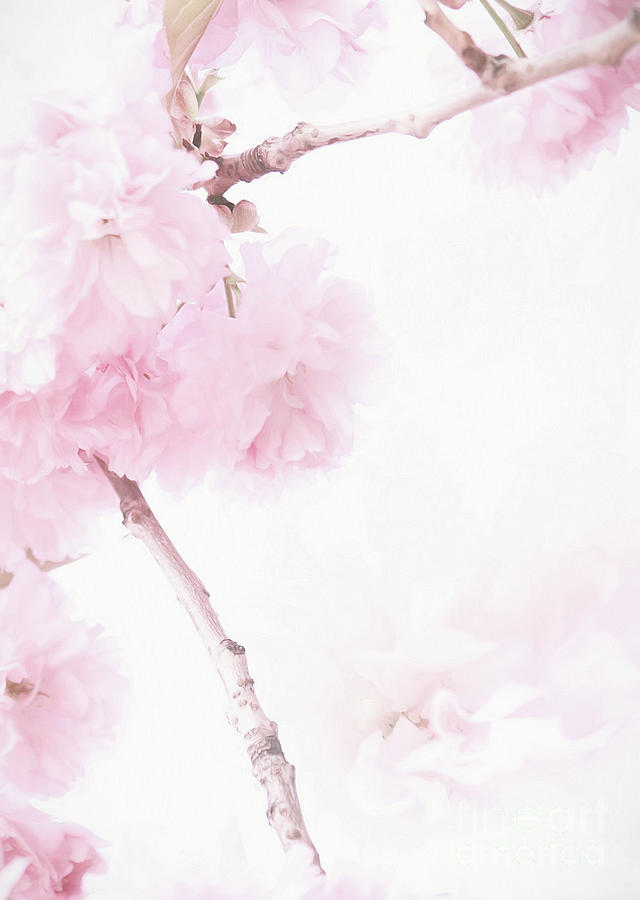 Minimalist Cherry Blossoms Photograph by Anita Pollak