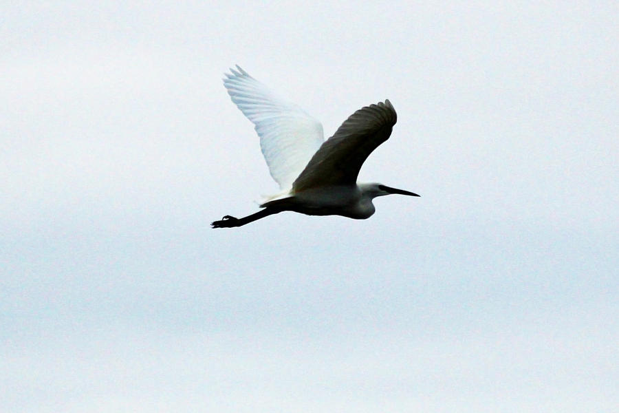 Minimalist Great Heron Photograph by Alex Antoine | Fine Art America