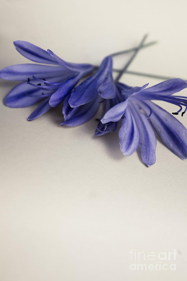 Minimalist modern flower artwork Photograph by Jorgo Photography