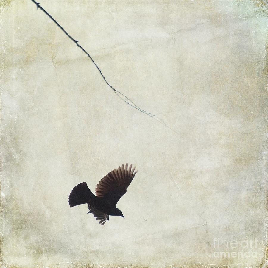 Minimalistic Bird in Flight  Photograph by Aimelle Ml