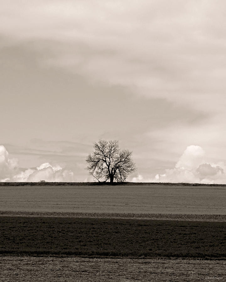 Tree Photograph - Minimalistic by Dark Whimsy