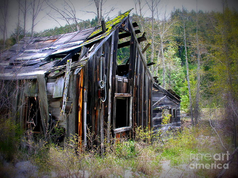 Mining Shack, Liberty, Wa Photograph By Susan Blackaller-johnson - Fine 