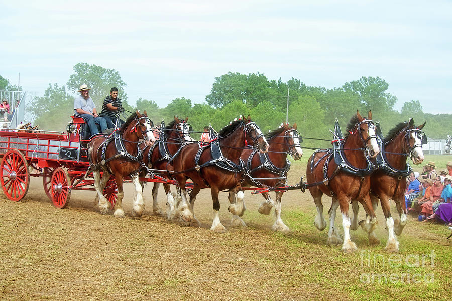 Clydesdales Photograph by David Arment