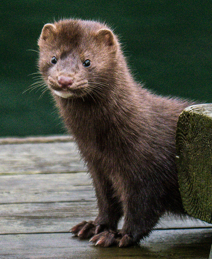 Mink Photograph - Mink @ Dock by Will LaVigne
