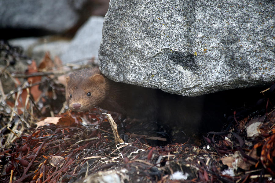 Mink at the Breakwater Photograph by John Meader
