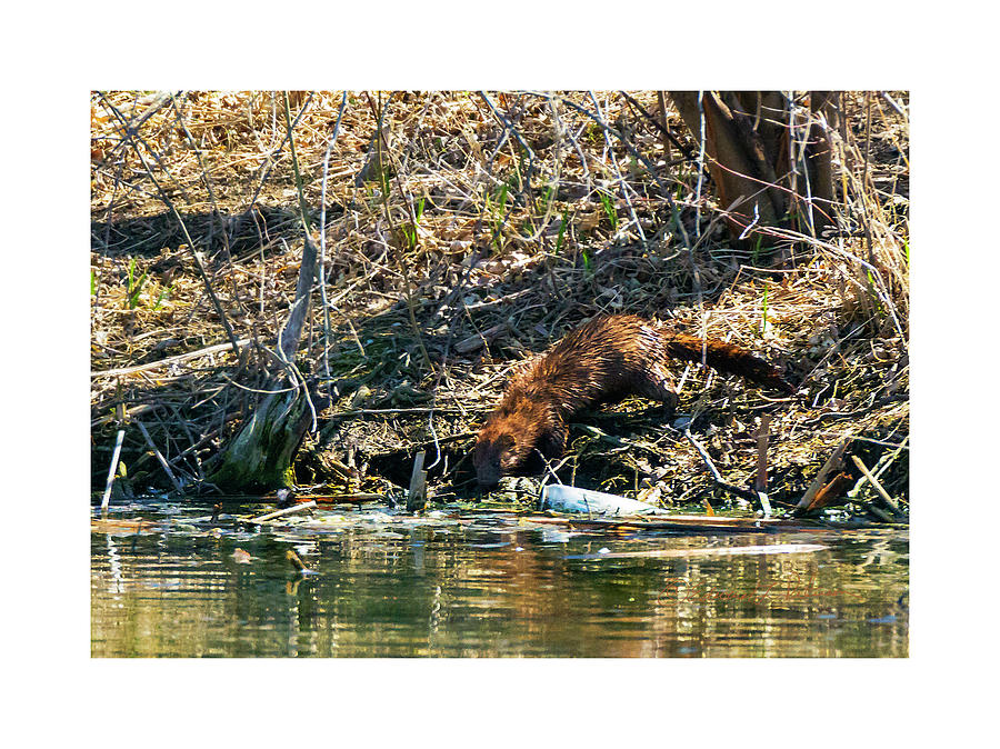 Mink At The Waters Edge Photograph by Ed Peterson
