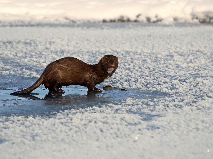 Mink Fishing Photograph by James Peterson