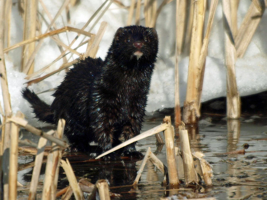 Mink In Winter Photograph