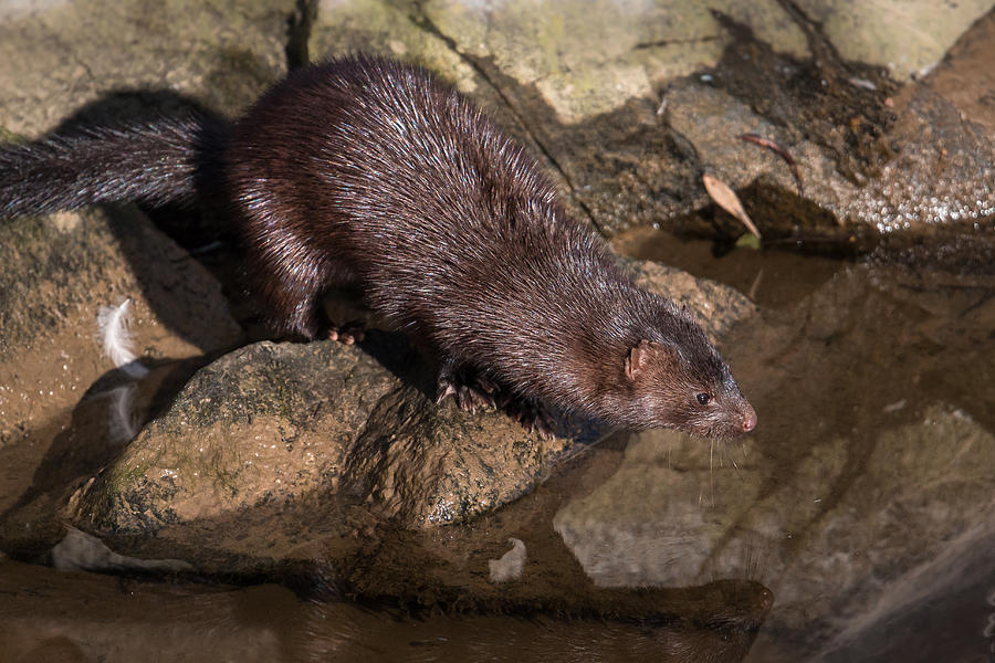 Mink Photograph by Kevin Giannini