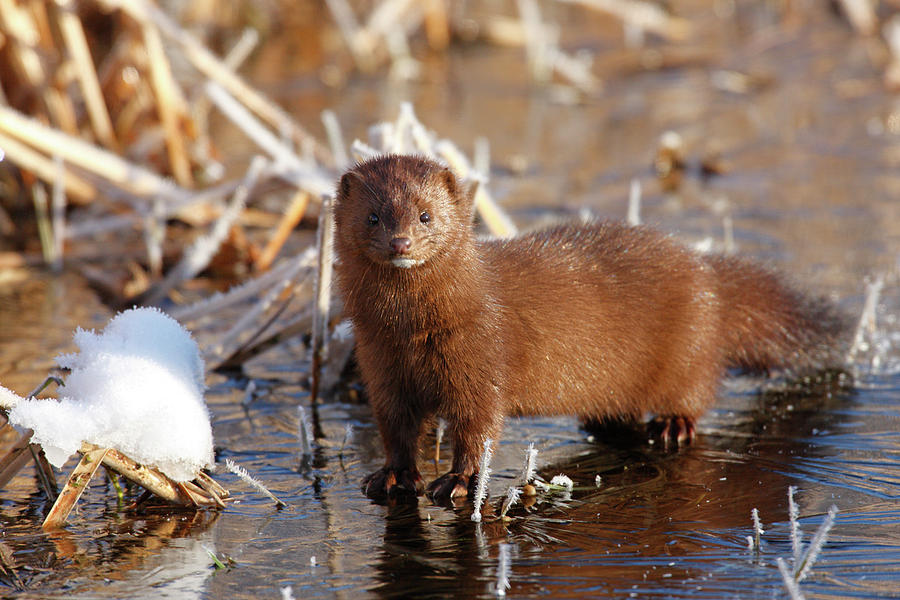 ice mink