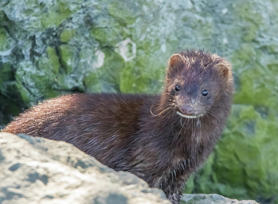 Mink Stare Photograph by Marc Crumpler