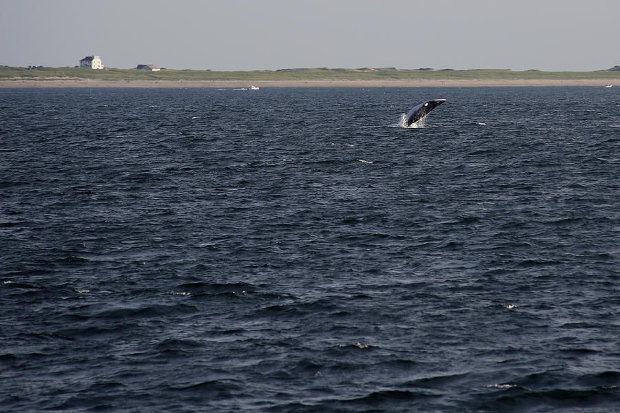 Minke Whale Breaching Photograph by Thomas Sweeney