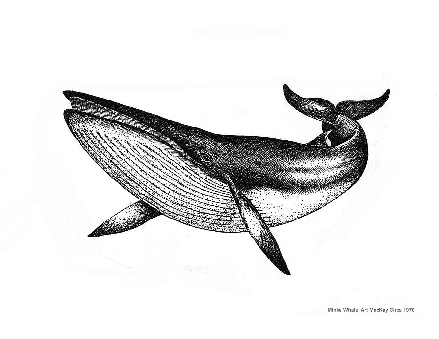 Minke Whale - Vintage Drawing Drawing by Art MacKay