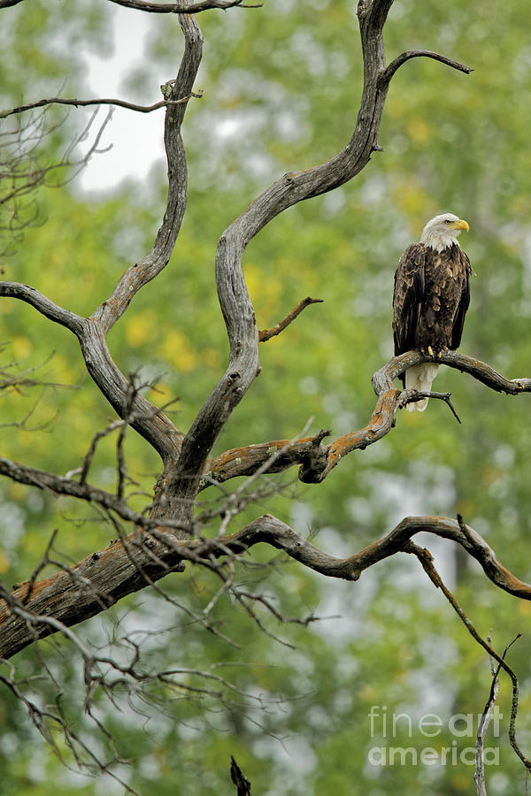 Minnesota Bald Eagle in Bloomington Photograph by Natural Focal Point