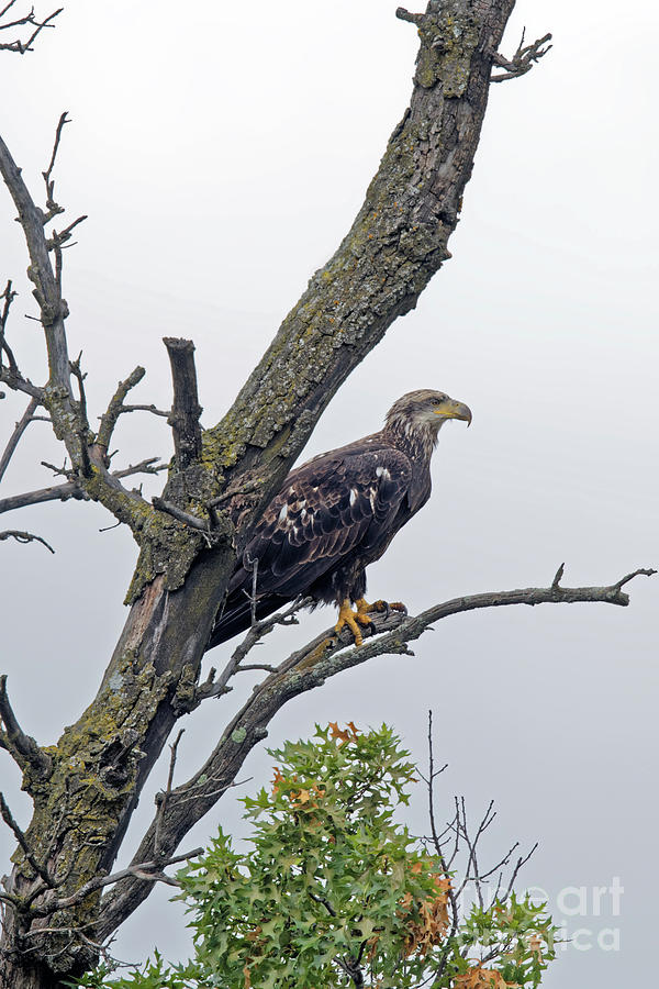Minneapolis Photograph - Minnesota Juvenile Bald Eagle by Natural Focal Point Photography