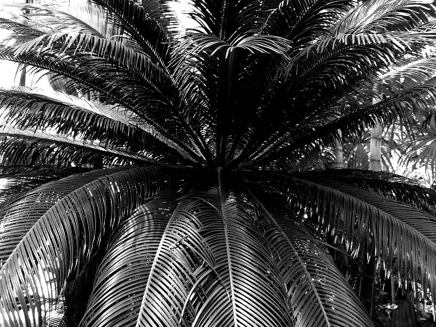 Minnesota Palm Tree  Photograph by Will Borden