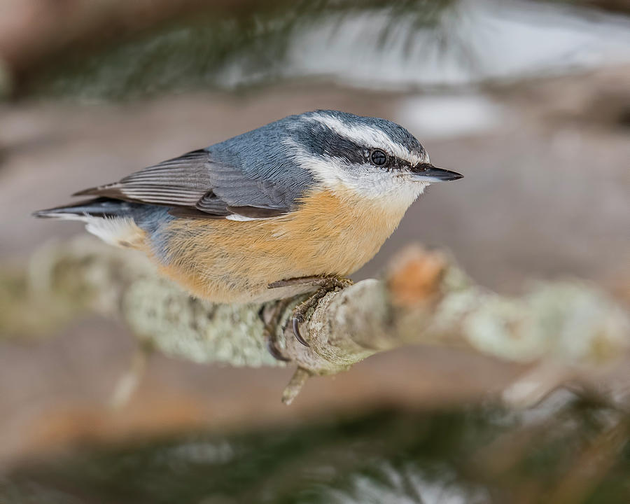 Bird Photograph - Minnesota Red-Breasted Nuthatch by Morris Finkelstein
