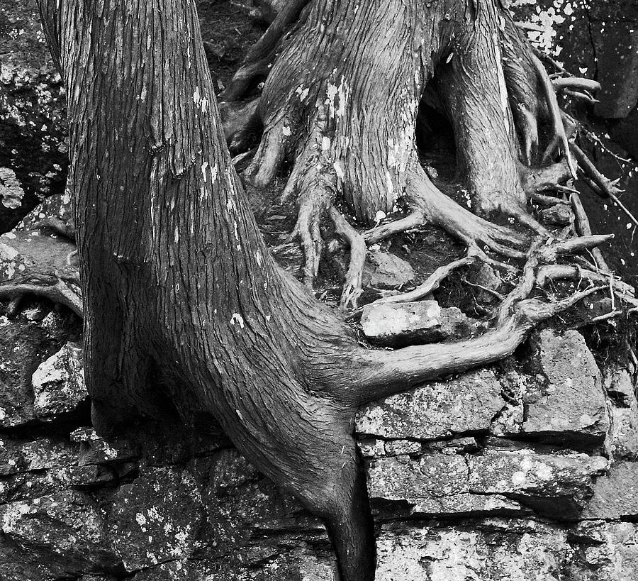 Minnesota Roots Three Photograph by Ron Long