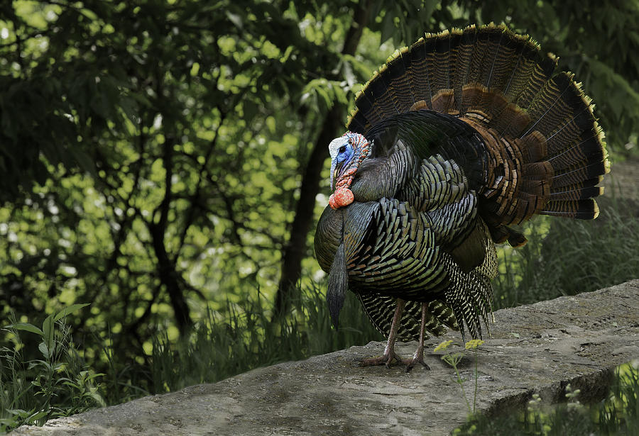 Minnesota Wild Turkey Photograph by Janet Ballard