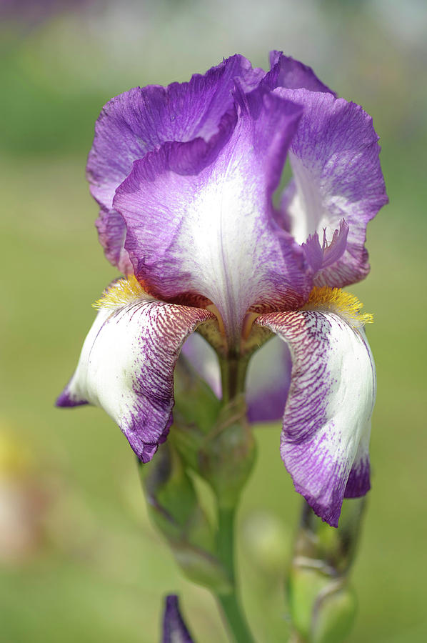 Minnie Colquitt 1. The Beauty of Irises Photograph by Jenny Rainbow