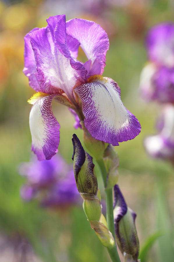 Minnie Colquitt. The Beauty of Irises Photograph by Jenny Rainbow