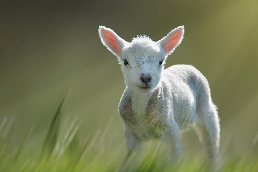 Minnie the Spring Lamb Photograph by Veli Bariskan