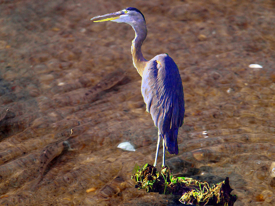 Blue Heron Painting - Minnow Hunting by Kim Blue Heron Painting - Minnow Hunting by Kim