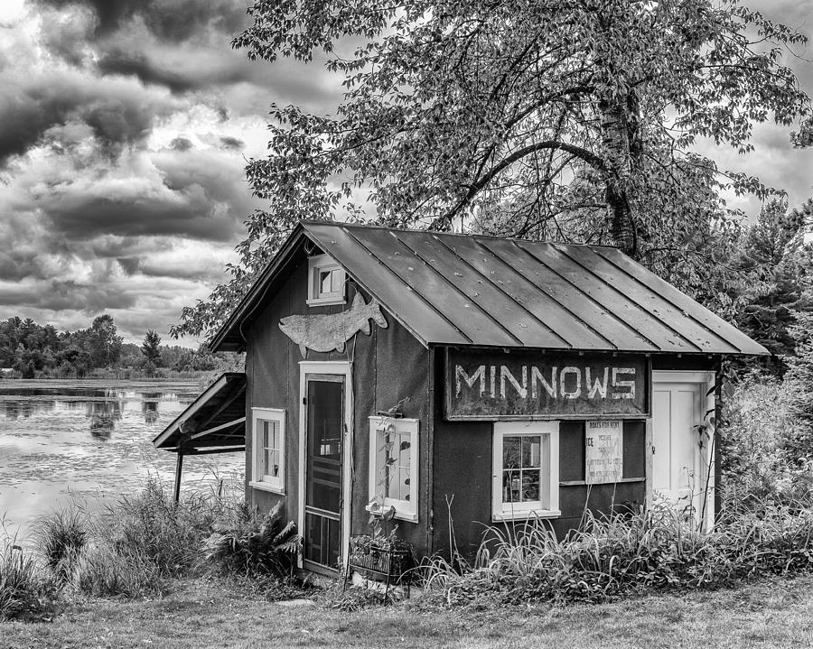 Minnows Photograph by Jeffrey Ewig