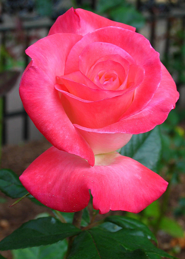 Rose Photograph - Minot Rose Garden by Juergen Roth
