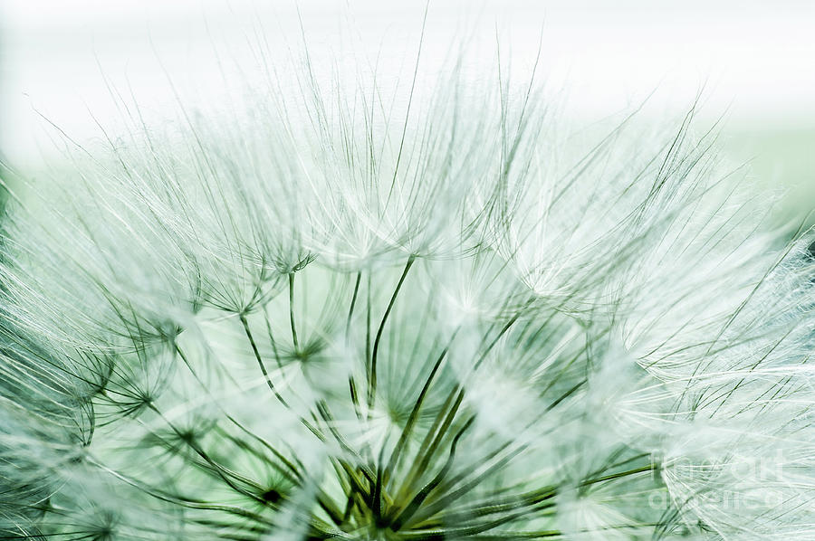 Mint Dandelion Photograph by Iris Greenwell