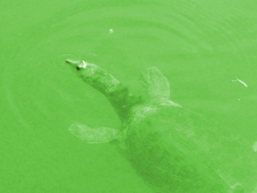 Turtle Digital Art - Mint Green Hello Turtle by Nela n Charlie Nelabooks