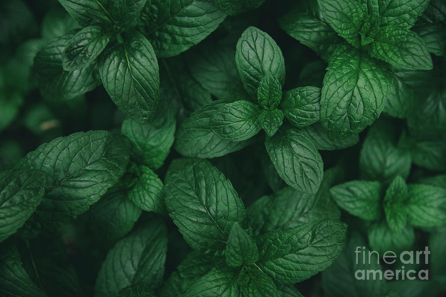 Mint Green Leaves Pattern Background Photograph By Jelena