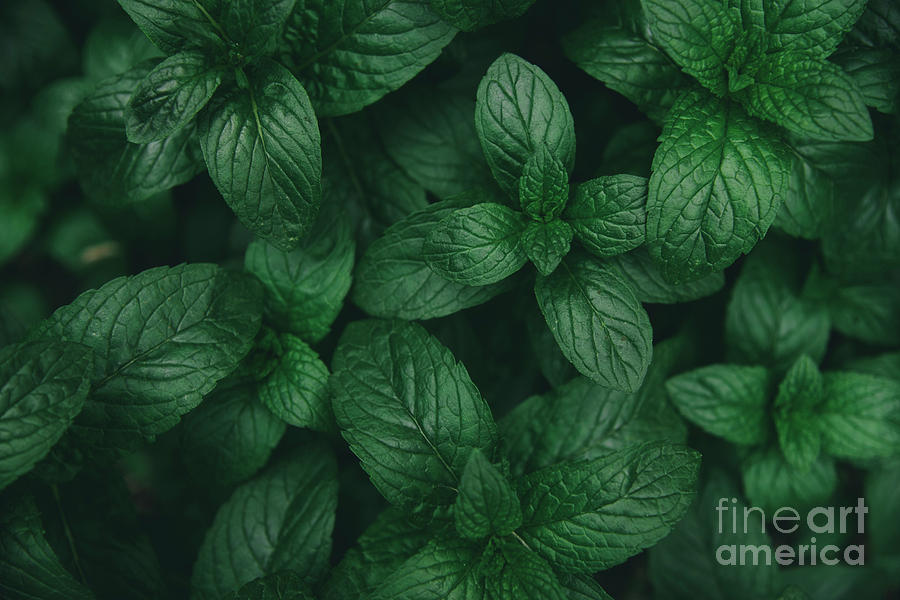 Mint Green Leaves Pattern Background Photograph By Jelena Jovanovic