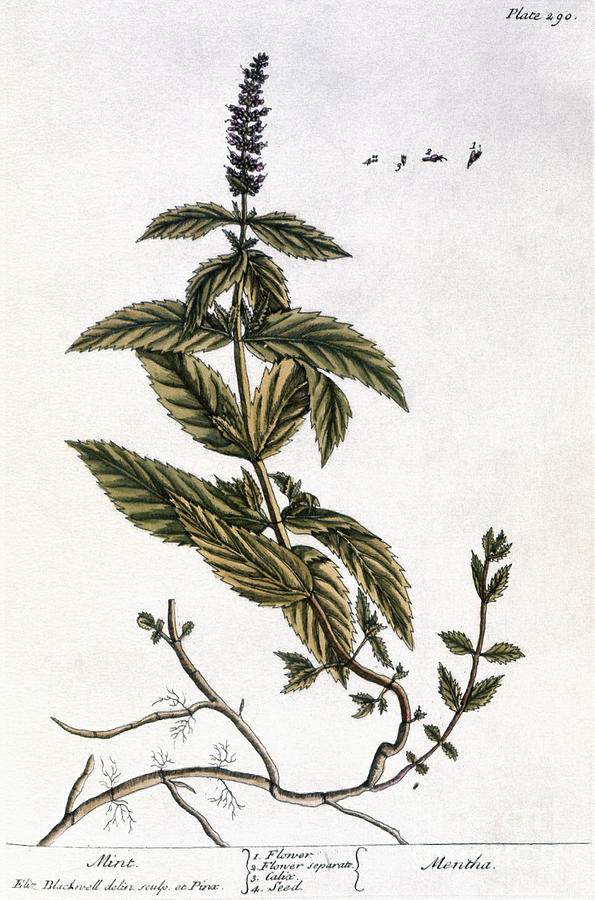Mint Plant, 1735 Photograph by Granger