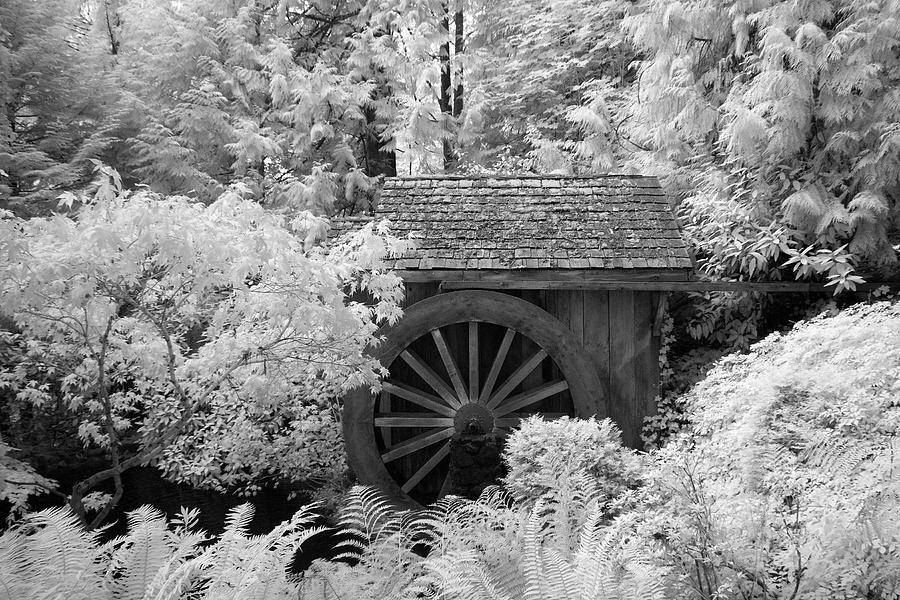 Tree Photograph - Minter Water Wheel by Bill Kellett