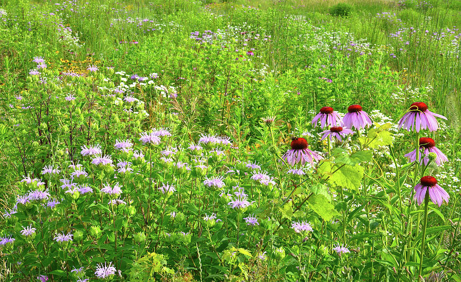 Mints and Coneflowers at Moraine Hills Photograph by Ray Mathis