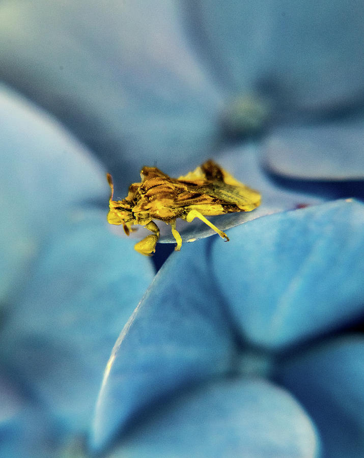Minute Preditory Hemipteran on Hydrangea Bloom Photograph by Douglas Barnett