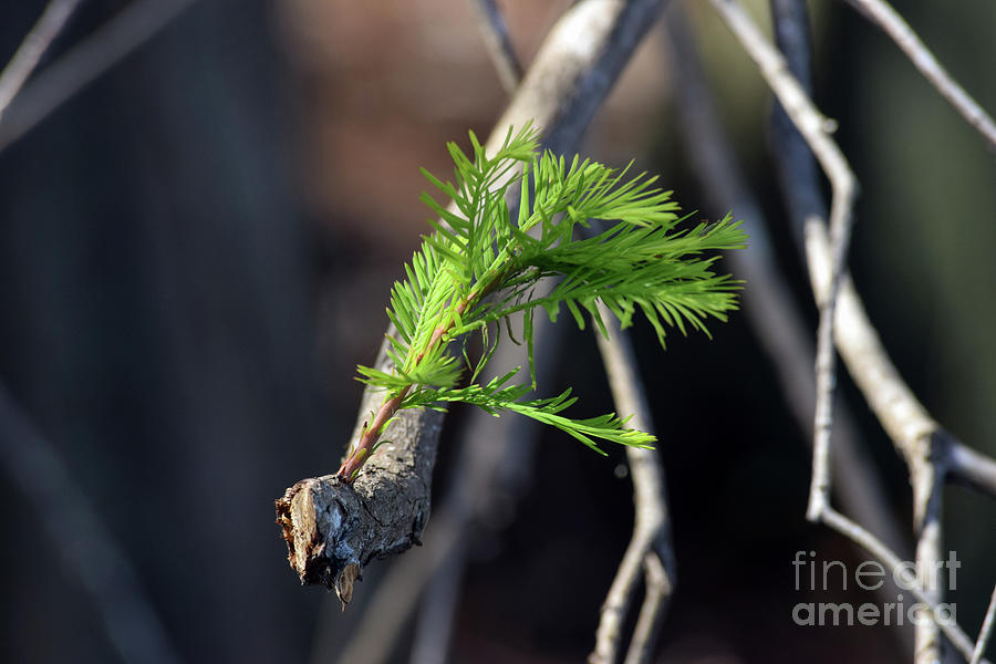 Miracle Grow Photograph by William Tasker - Fine Art America