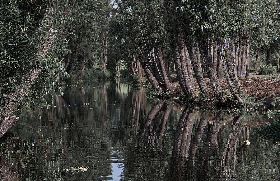 Nature Photograph -  Trees reflecting in Xochimilco by David Resnikoff