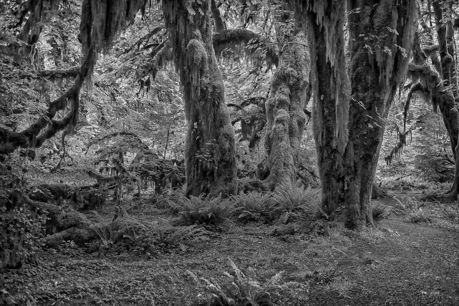 Mirkwood Forest Photograph by Philip Kuntz - Pixels