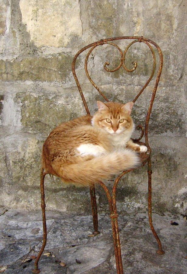 Cat Photograph - Miro by Beverly Solomon Cat Photograph - Miro by Beverly Solomon