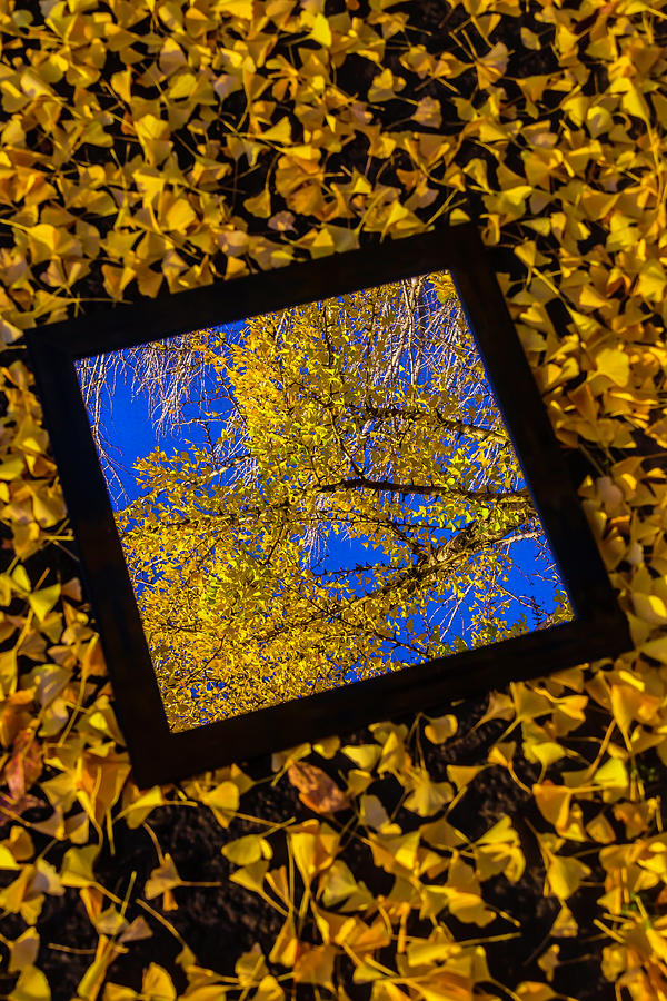 Fall Photograph - Mirror And Autumn Leaves by Garry Gay