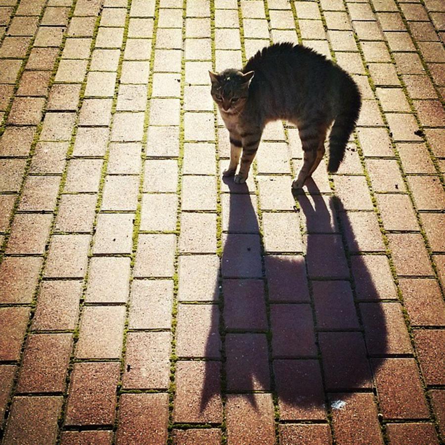Mirror Cat Photograph by Rafa Rivas