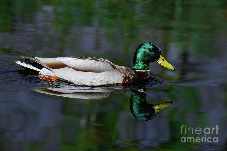 Duck Book 2 by Helen Kubik