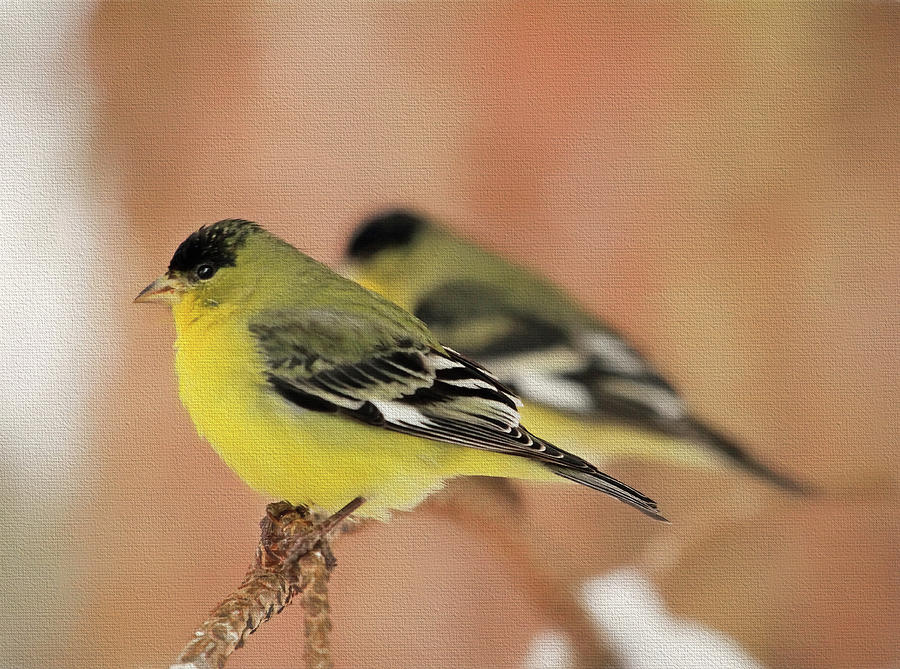 Finch Photograph - Mirror Image by Donna Kennedy