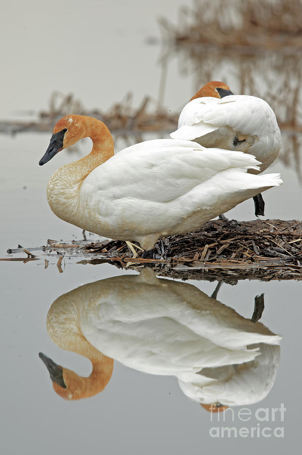 Mirror Image of Swan Beauties Photograph by Natural Focal Point Photography