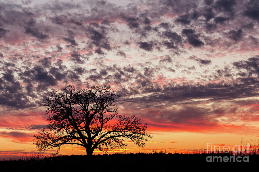 Mirror Lake Tree Sunset Photograph by Ernesto Ruiz