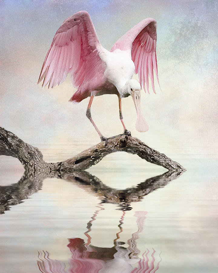 Spoonbill Photograph - Mirror, Mirror,  by Brian Tarr