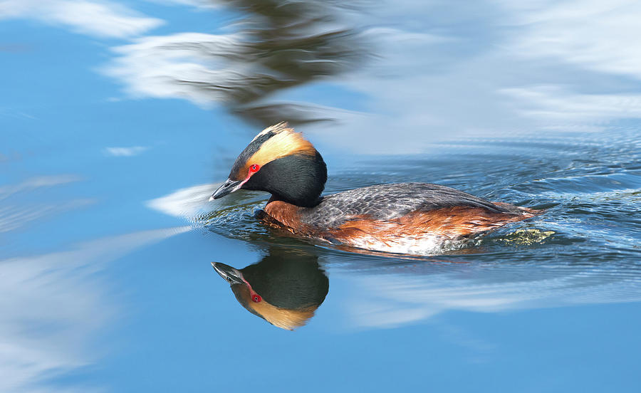 Bird Photograph - Mirror Mirror by Doug Lloyd