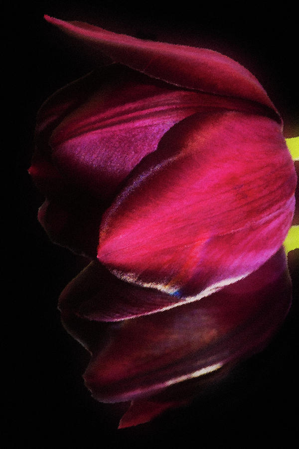 Flower Photograph - Mirror Tulip  by Cliff Norton